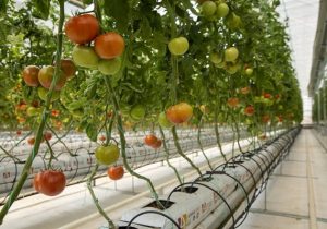 بهره برداری از گلخانه ۱۰ هکتاری مهرگان در استان تهران با حمایت بانک کشاورزی