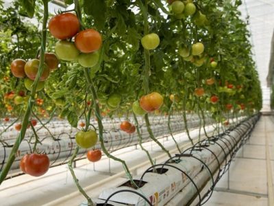 بهره برداری از گلخانه ۱۰ هکتاری مهرگان در استان تهران با حمایت بانک کشاورزی