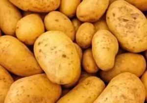 پرونده قاچاق سیب زمینی روی میز تعزیرات