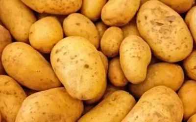 پرونده قاچاق سیب زمینی روی میز تعزیرات