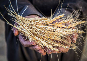 تعلل در تعیین نرخ خرید تضمینی گندم قابل قبول نیست