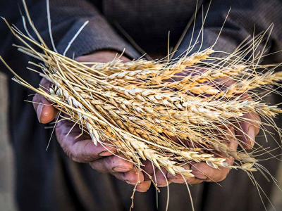 تعلل در تعیین نرخ خرید تضمینی گندم قابل قبول نیست